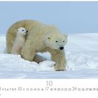 "Eisbärmama mit Baby", Oktober-Kalenderblatt. Eisbär mit Jungem auf schneebedeckter Landschaft.