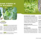 Welche Bäume stehen in unseren Wäldern? Linde 'Winterlinde' Tilia cordata. Blätter, Früchte, Rinde, Wuchsform.