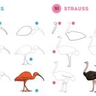 160 IBIS, 161 STRAUSS. Eine Schritt-für-Schritt-Anleitung zum Zeichnen eines Ibis (links) und Strauß (rechts).