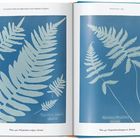 "Plate 436. Polypodium vulgare, British" und "Plate 437. Polypodium phegopteris, British" unter Cyanotypie von Farnen.