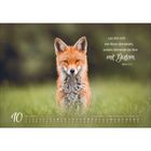 Text oben: "Lass dich nicht vom Bösen überwinden, sondern überwinde das Böse mit Gutem." Darunter: Ein neugieriger Fuchs im grünen Gras.