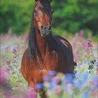 "Oktober" und Kalendertage mit Pferd im Blumenfeld, lebendige Farben, September-Ende mit rosafarbenen und blauen Blüten.