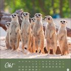 Text: "Okt, Mo Di Mi Do Fr Sa So, 1 2 3 4 5 6 7 8 9 10, 11 12 13 14 15 16 17 18 19 20 21 22 23 24, 25 26 27 28 29 30 31." Eine Gruppe von Erdmännchen steht aufrecht im Sand.