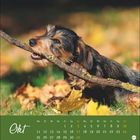 Text: "Okt", Kalendertage darunter. Ein Hund kaut auf einem Ast, umgeben von Herbstblättern im Gras.