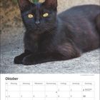 Kalender Oktober. Bild: Schwarze Katze mit gelben Augen liegt auf Boden, im Hintergrund grüne Blätter.
