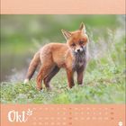 Ein Kalenderblatt für Oktober zeigt einen jungen Fuchs auf einer grünen Wiese.