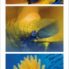 "10, 2021" und Kalendertage unten. Oben bunter Papagei, dann Nahaufnahme einer Feder mit Tropfen, unten gelbe Koralle.