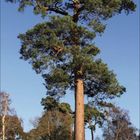 Kalenderseite für Oktober 2021, darunter Zahlen von 1 bis 31. Dominierender Baum vor blauem Himmel.