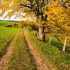 Kalenderblatt mit großer 10, 2021. Goldener Baumweg im Herbst mit gelben Blättern, umrahmt von Weidezaun auf grüner Wiese.