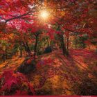 Kalender unten, Oktober 2021. Sonnenstrahlen durch leuchtend rote Herbstblätter in einem bewaldeten Bereich.