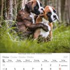 "Oktober 2027. Montag bis Sonntag. Zwei Boxerwelpen kuscheln im Gras an einem Holzzaun."