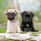 Zwei Mopswelpen sitzen auf einem Baumstamm, ein heller und ein dunkler, mit aufmerksamem Blick. Der Hintergrund ist grün.