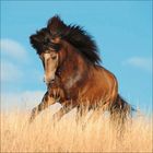 Kein Text vorhanden. Ein kräftiges braunes Pferd galoppiert durch hohes, trockenes Gras vor einem klaren blauen Himmel.