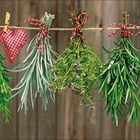 Sechs Bündel Kräuter hängen an einer Leine, dazwischen ein rotes Herz aus Stoff. Der Hintergrund ist eine Holzwand.