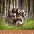 Kalenderseite mit dem Monat Oktober 2027. Zwei Boxwelpen, einer umarmt den anderen im Gras neben Holzzäunen.