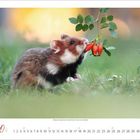 Kalenderblatt 10/2023. Ein Hamster knabbert an roten Beeren, umgeben von grünem Rasen.