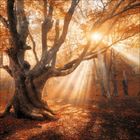 Keine Texte sichtbar. Ein großer Baum in einem herbstlichen Wald, Sonnenstrahlen leuchten durch das orange Laub.