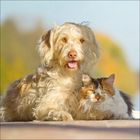 Ein zotteliger Hund liegt neben einer langhaarigen Katze vor unscharfem, herbstlichen Hintergrund.