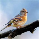 Ich sehe keine Texte. Auf einem Ast sitzt ein kleiner Vogel mit rötlich-braunem Gefieder und einem grauen Kopf.