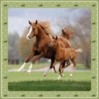 Ein braunes Pferd und ein Fohlen galoppieren über eine grüne Wiese. Der Rand zeigt kleine weiße Pferdesilhouetten.