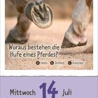 "Woraus bestehen die Hufe eines Pferdes? a) Horn b) Zement c) Knochen. Mittwoch 14 Juli." Pferdehufe auf Sand.