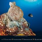 Text: "10" gefolgt von Kalendertagen in Blau und Orange. Ein Oktopus sitzt auf einem bunten Riff, im Hintergrund ein blaues Meer.