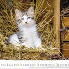 Kalender für Oktober. Eine flauschige, junge Katze sitzt in einem Nest aus Stroh, umgeben von Holz und rostigen Ketten.