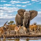 Ein Elefant steht vor einer Gruppe Antilopen an einem Wasserloch, unter einem blauen, leicht bewölkten Himmel.