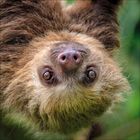 Ein Faultier blickt kopfüber mit großen, neugierigen Augen direkt in die Kamera. Sein Fell ist zottelig und braun.