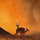 Zwei Antilopen stehen in einem orangefarbenen, staubigen Gelände, eine beeindruckende Landschaftsszene.