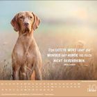 Zitat von Jack London über Hunde, Monatskalender 10. Oktober, Bild eines Hundes im Grasfeld.