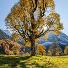 Kalendermonat Oktober mit gelbem Bergahorn in Österreich. Kalenderdaten und Feiertage sind unten aufgelistet.