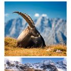 Kalenderseite zeigt Oktober. Oben: Kapelle auf Berggipfel. Mitte: Alpensteinbock. Unten: See mit Herbstbäumen und Bergen.