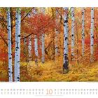 Kalender für Oktober, bunte Herbstszene mit Birken in leuchtenden Rot-, Orange- und Gelbtönen im Wald.