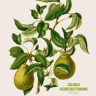 "COLOMAS HERBSTBUTTERBIRNE" und "PYRUS COMMUNIS" stehen neben illustrierten grünen Blättern und zwei Birnen. Kalender unten.