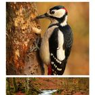 "03, 10, 17, 24, 31. Fliegenpilz, Buntspecht, Altvatergebirge, Tschechien. Pilz, Specht und Bach im Herbstwald."