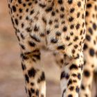 „10, 11 25, 12 26, 13 27, 14 28...“ Ein Gepard läuft direkt auf den Betrachter zu, mit fokussiertem Blick.