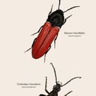 Illustration von Käfern: Großer Puppenräuber, Blutroter Schnellkäfer, Vierbindiger Schmalbock. Kalendermonat: Oktober.