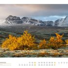 10 NORWEGEN, Moor-Birke im Rondane-Nationalpark, gelbes Laub, schneebedeckte Berge im Hintergrund.