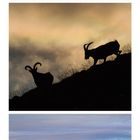 10. Alpensteinbock in drei Ansichten: im Sonnenuntergang, Silhouette und auf Felsen vor Alpen. Kalender mit Oktober-Daten.
