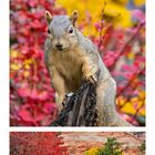 Oktober-Kalender, herbstliche Landschaft, Eichhörnchen auf Ast, rote und grüne Bäume, ruhiger Bach.