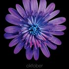 Kalenderblatt für Oktober, hydra, tom blachford & kate ballis. Eine violette Blume auf schwarzem Hintergrund.