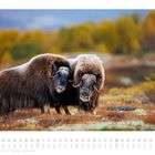 Kalenderseite mit Datum unten: Oktober. Zwei Moschusochsen stehen in einer herbstlichen Landschaft.