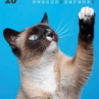 Kalender mit Datum für Oktober. Eine Siamkatze mit erhobener Pfote vor blauem Hintergrund.