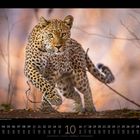 Kalender für Oktober, leopard läuft durch eine natürliche Umgebung. Text: "Leopard (Panthera pardus) - Südl Luangwa-Nationalpark, Sambia."