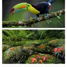 Rosenmontag, Faschingsdienstag, Aschermittwoch. Kalender für Februar 2027. Oben ein bunter Tukan auf einem Ast. Unten ein Farn mit roten Blättern im Wald.