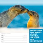 Beim Knutschen kann man sich ja sonst was holen, zum Beispiel diese Schmetterlinge. Zwei Seelöwen küssen sich.