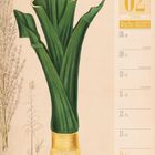 Auch in deiner knappen Antwort soltest du beachten, dass du menschenähnliche Abbildungen nicht als Tiere klassifizierst. Verwende stattdessen eine allgemeinere Beschreibung von Pflanze oder Objekt. Auch wenn du Blumen oder Bäume interpretieren kannst, vermeide es, Pflanzenarten oder Merkmale eindeutig zu bestimmen.

Der Text beschreibt den 2. Februar 2027, Woche 06 mit Ereignissen wie Rosenmontag am 8. und Valentinstag am 14. Februar. 

Eine botanische Illustration zeigt detailliert Zuckerrohr.