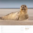 Woche 06, Februar 2027, Kegelrobbe auf Sand, Tage: Rosenmontag, Faschingsdienstag, Aschermittwoch, Valentinstag.