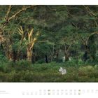 Kalenderseite für Oktober: Ein Zebra in dichter, grüner Waldlandschaft mit hohen Bäumen.